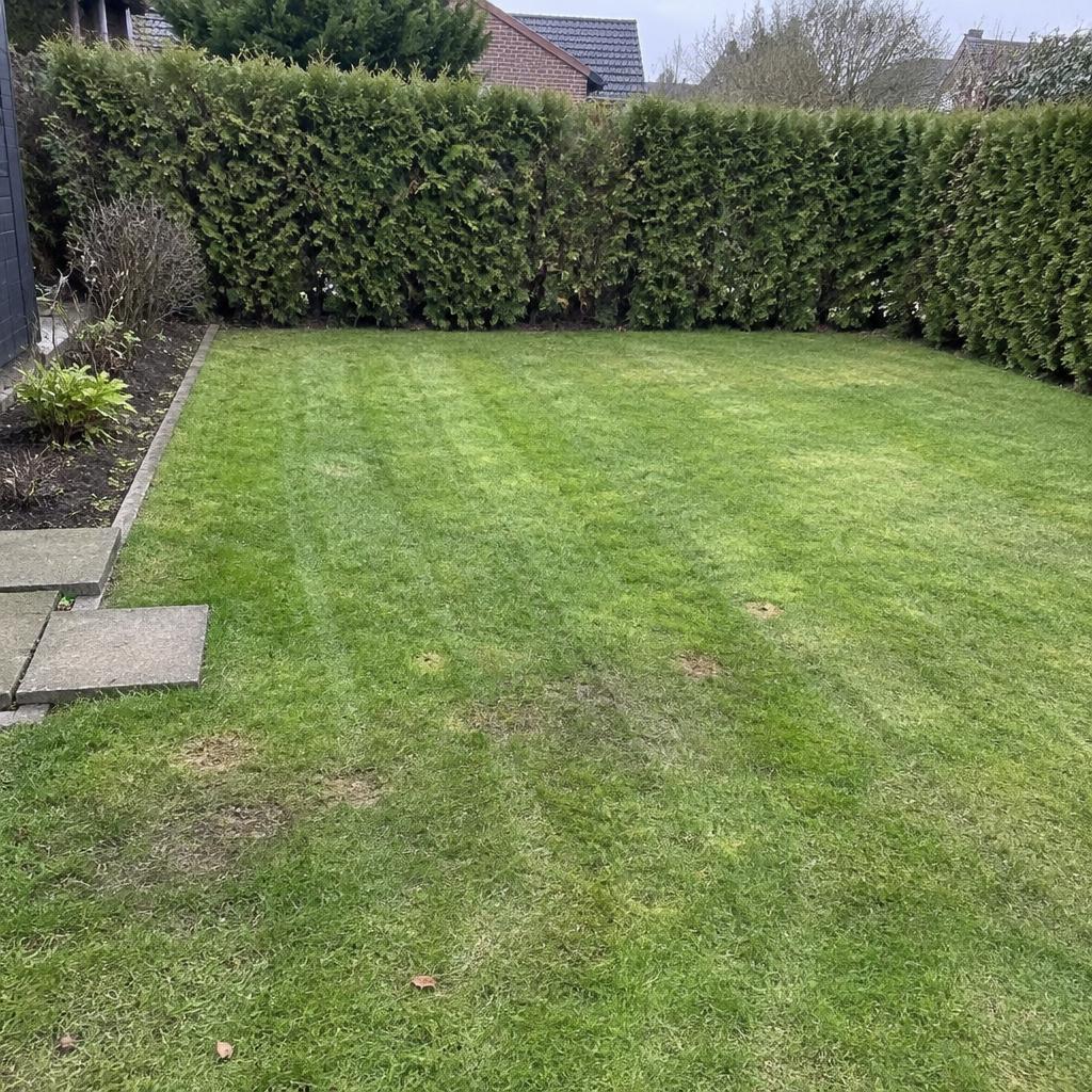 Frisch gemähter Rasen in einem Hausgarten